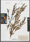 Foto von Salix purpurea L. x Salix viminalis L.